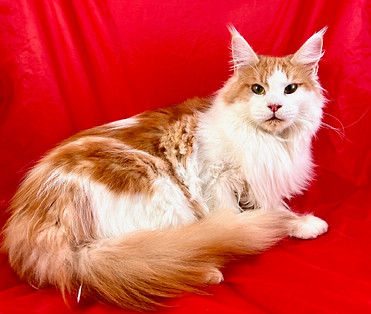 Lucia, a Prestigious Purr Maine Coon