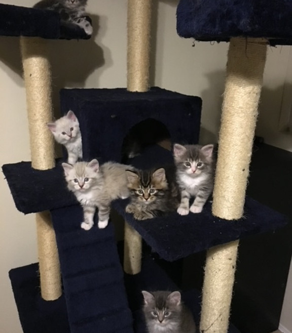 Prestigious Purr Maine Coon kitten home environment 10