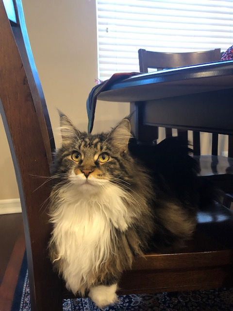 Past Prestigious Purr Maine Coon kitten 43