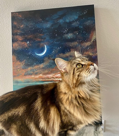 Past Prestigious Purr Maine Coon kitten 77