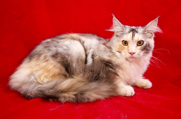 Past Prestigious Purr Maine Coon kitten 25