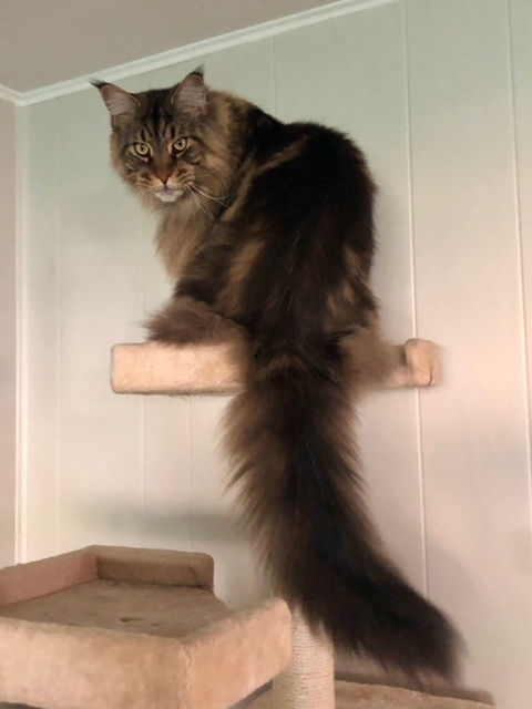Past Prestigious Purr Maine Coon kitten 51