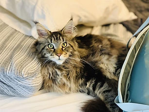 Past Prestigious Purr Maine Coon kitten 29