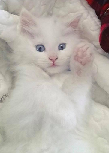 Past Prestigious Purr Maine Coon kitten 35