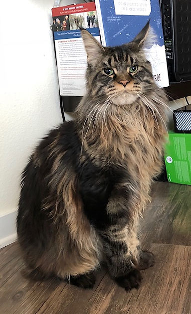 Past Prestigious Purr Maine Coon kitten 39