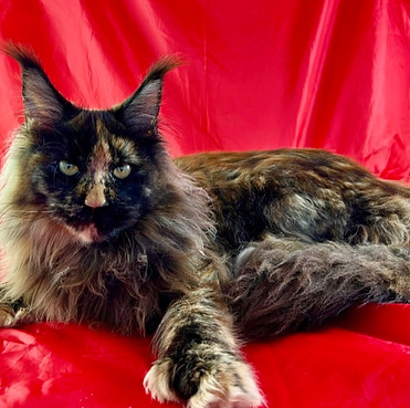 Clara, a Prestigious Purr Maine Coon