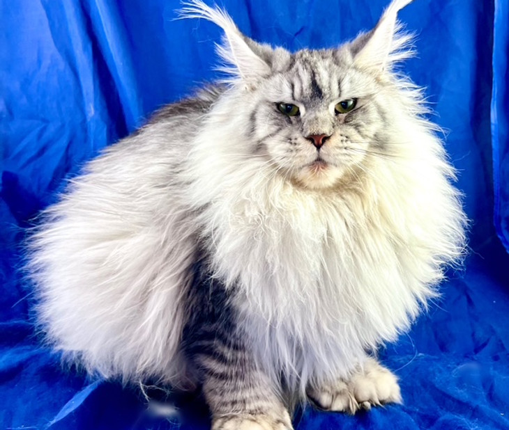 Xzolani, a Prestigious Purr Maine Coon