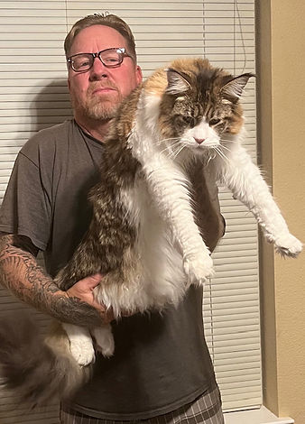 Past Prestigious Purr Maine Coon kitten 90