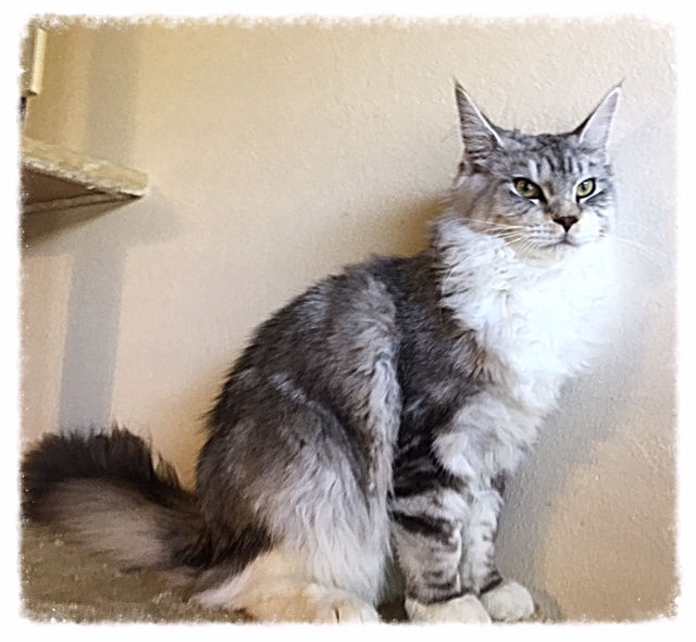 Past Prestigious Purr Maine Coon kitten 18
