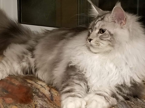 Past Prestigious Purr Maine Coon kitten 38