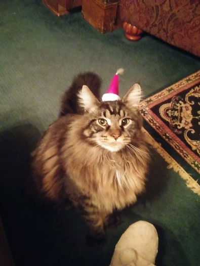 Past Prestigious Purr Maine Coon kitten 42