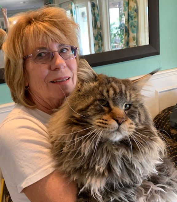 Prestigious Purr Maine Coon kitten home environment 5