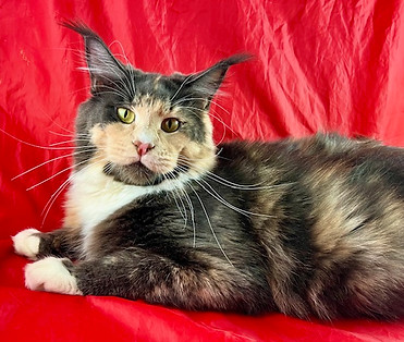 Diamond, a Prestigious Purr Maine Coon