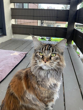 Past Prestigious Purr Maine Coon kitten 67