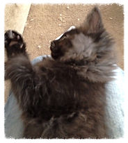 Past Prestigious Purr Maine Coon kitten 19