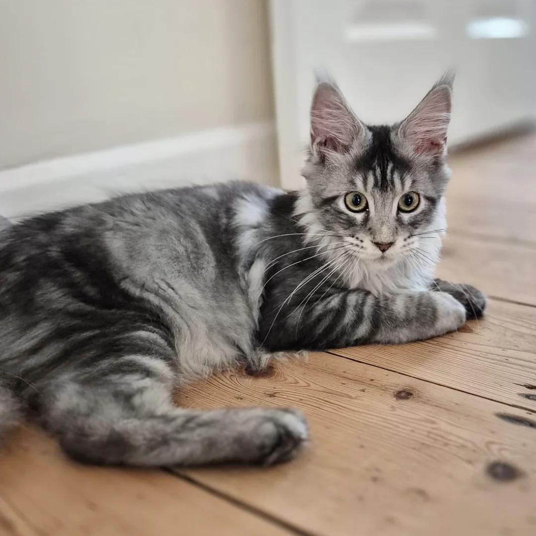 Juni, an available Silver tabby Maine Coon kitten
