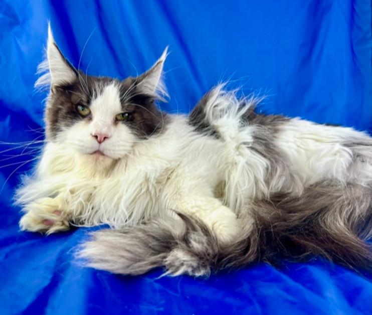 Maine Coon cat relaxing at home