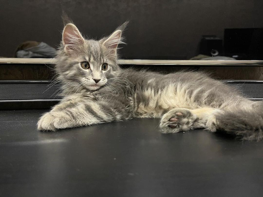 Kotik, an available Silver tabby Maine Coon kitten