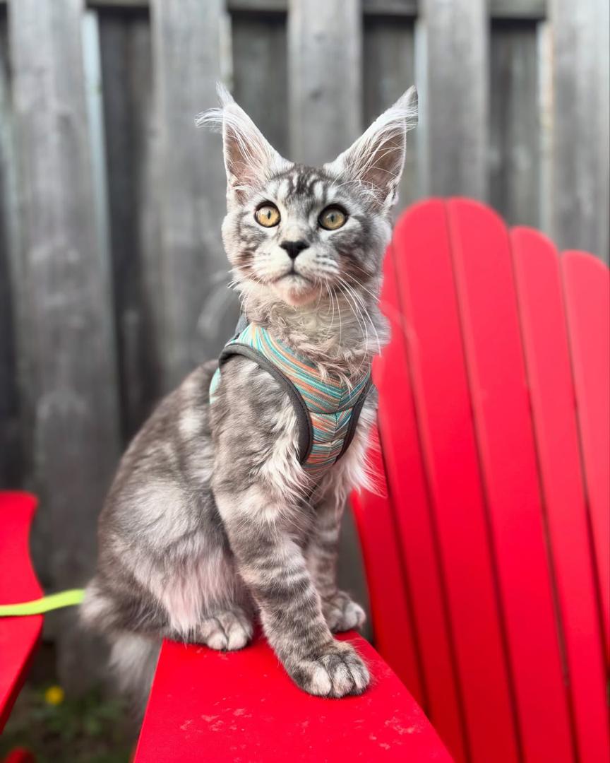 Merlin, an available Silver tabby Maine Coon kitten