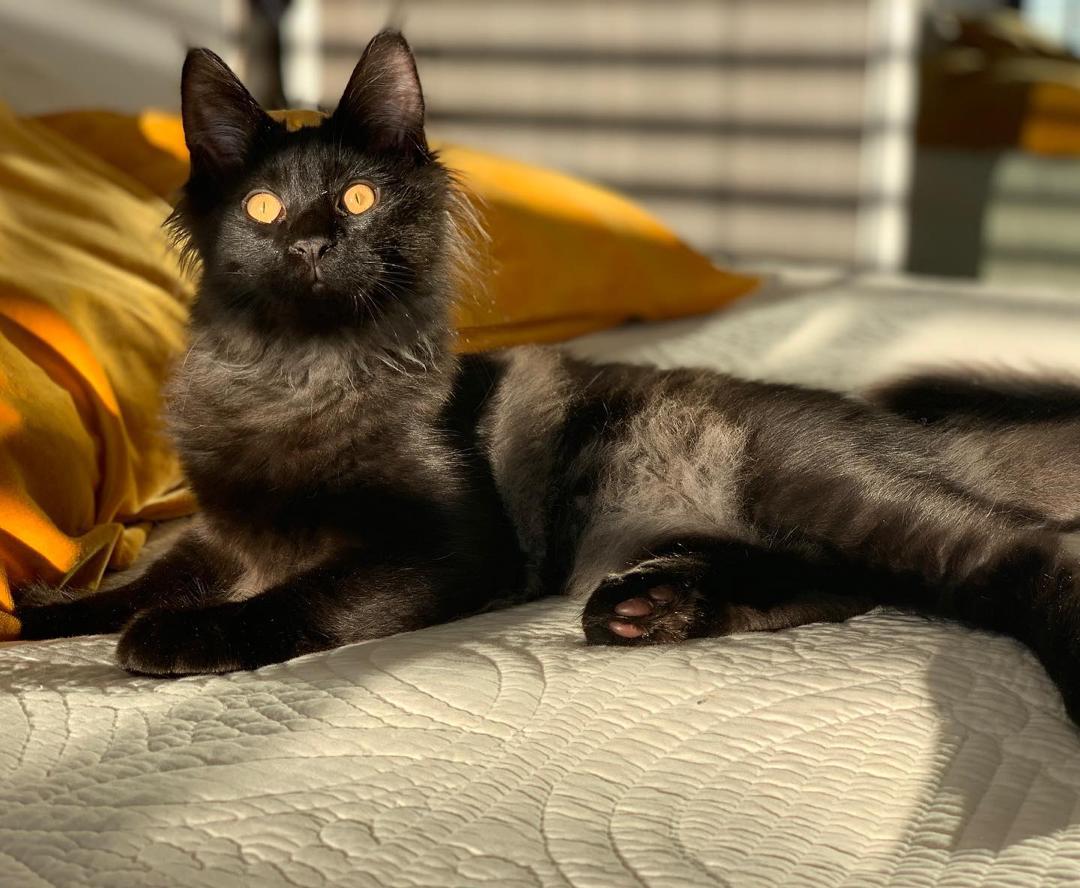 Sherkhan, an available Black with a smoky silver undercoat Maine Coon kitten