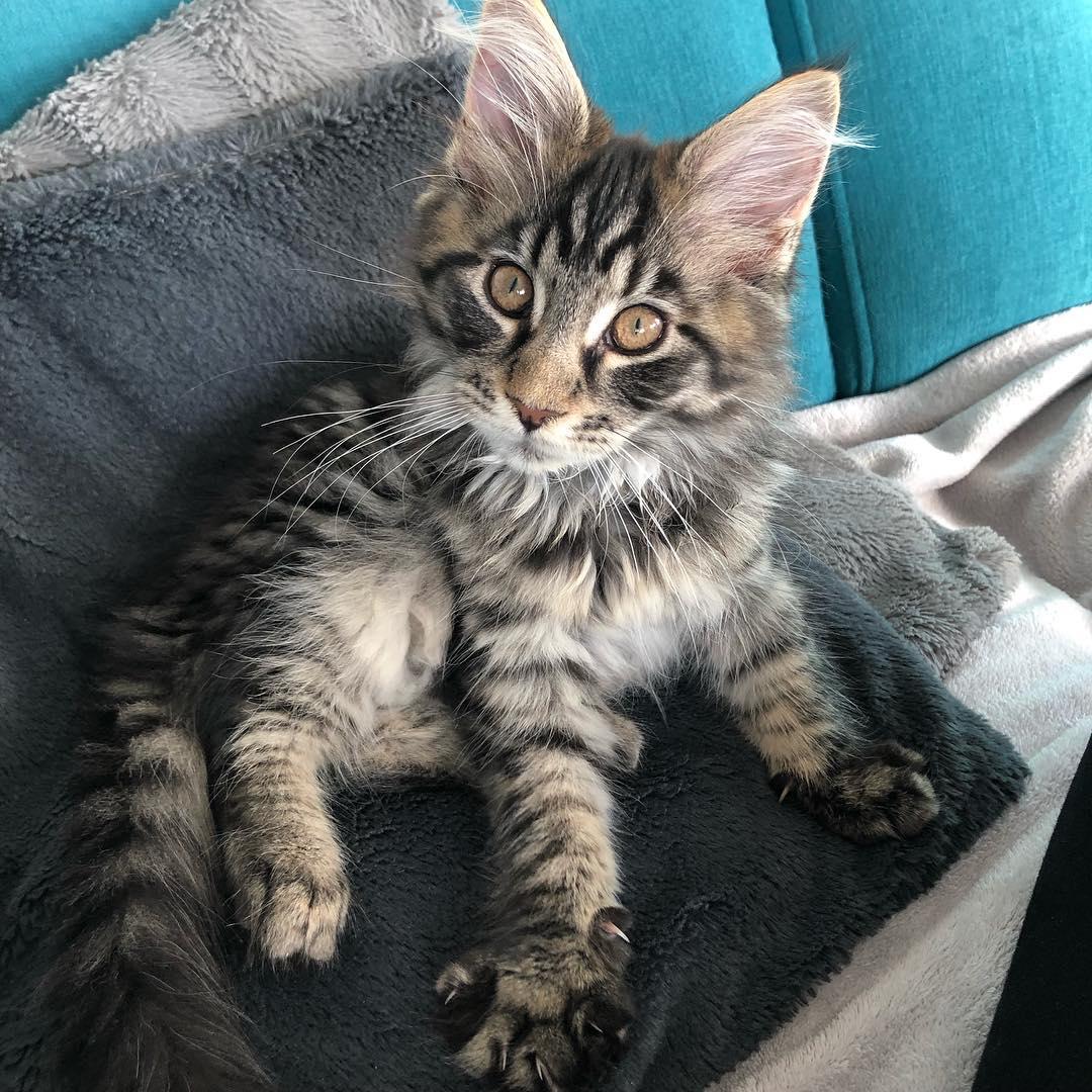 Tosia, an available Brown tabby Maine Coon kitten