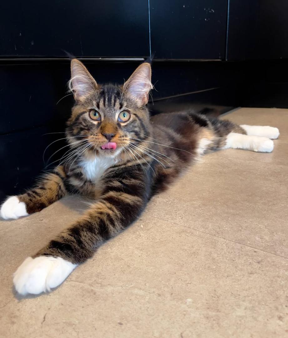 Watson, an available Brown tabby with white paws and chest Maine Coon kitten
